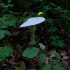 Modest Mushroom