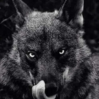 Wolf4Life